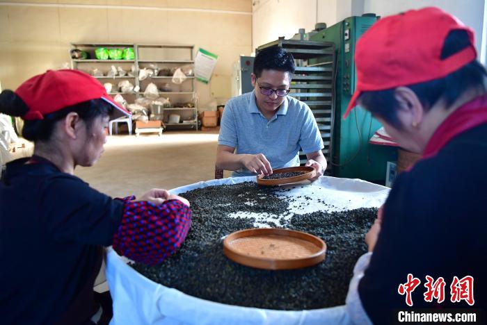 圖為張元豪在生產(chǎn)車間內與工人一起查看茶葉品質?！埍?攝