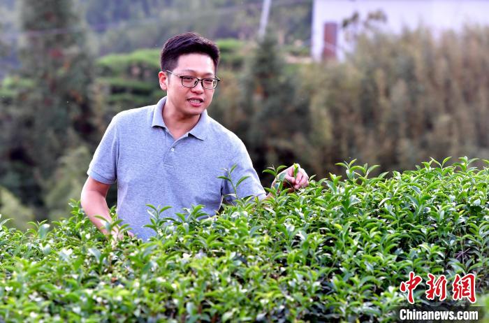 “臺二代”張元豪福建深山種茶十年：“來了，就對了”